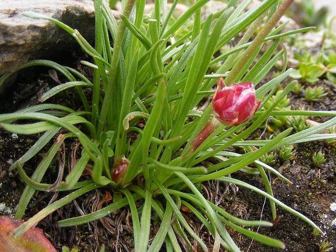 Armeria alpina / Spillo di dama